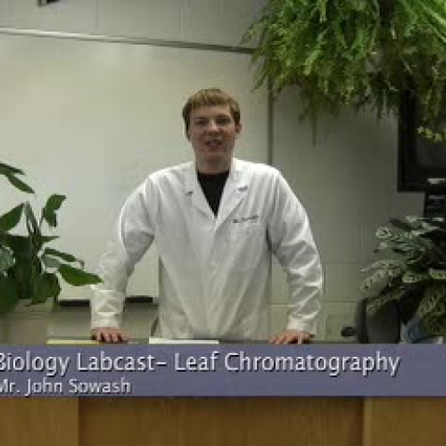 Leaf Pigment Chromatography