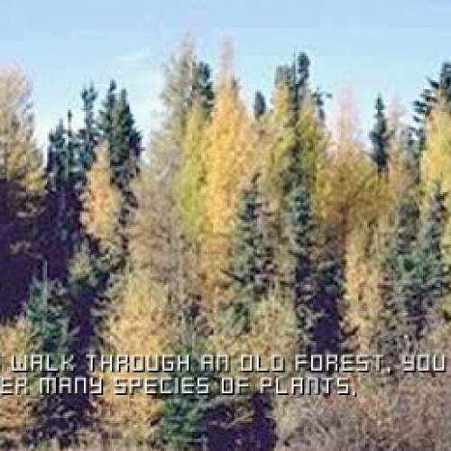 Old Forest with sound - Alberta Tomorrow