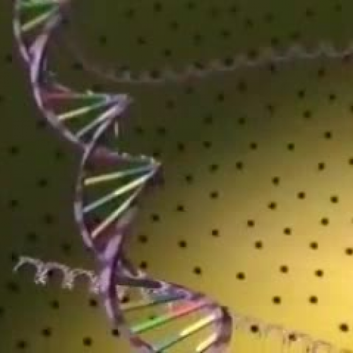 DNA Structure -- Clip 2