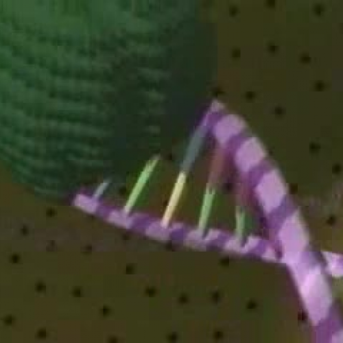 DNA Replication Process -- Clip 2