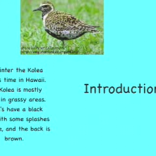 Cool Kolea by Amanda