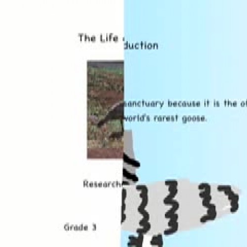 The Life of a Nene by Jade