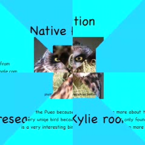 The Native Pueo by Kylie