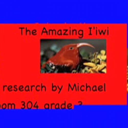 The Amazing Iiwi by Michael