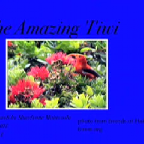 The Amazing Iiwi by Shaylynne