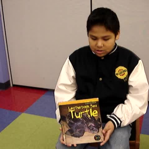 Leatherback sea turtle by Rod Theodorou