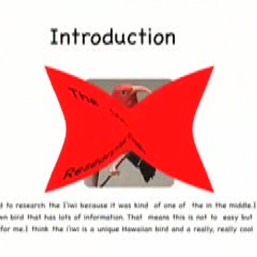 The Cool Iiwi by Kullen