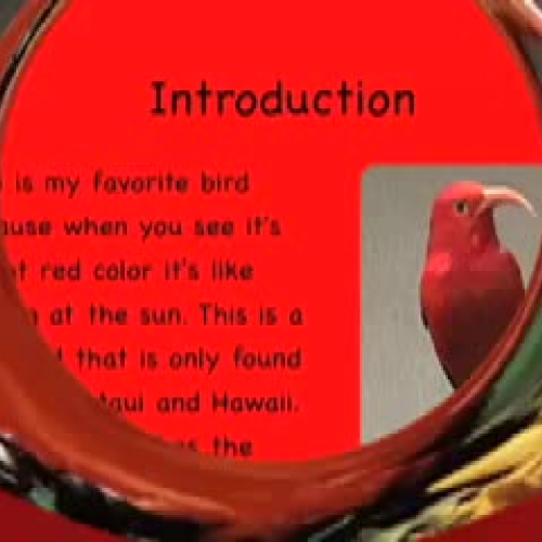 The Red Winged Iiwi by Makana