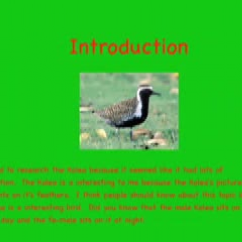 The Awesome Kolea by Chaesten