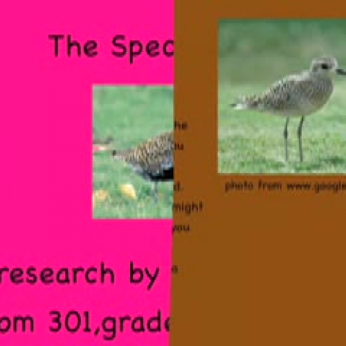 The Special Kolea by Krystin