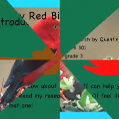 A Fiery Red Bird The Iiwi by Quentin