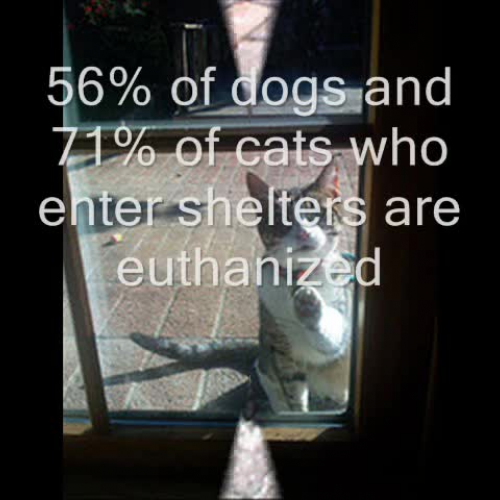 Spay and Neuter your pets