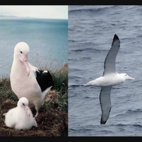 Save The Albatross