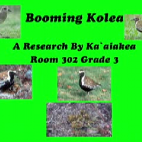 Booming Kolea by Kiaakea