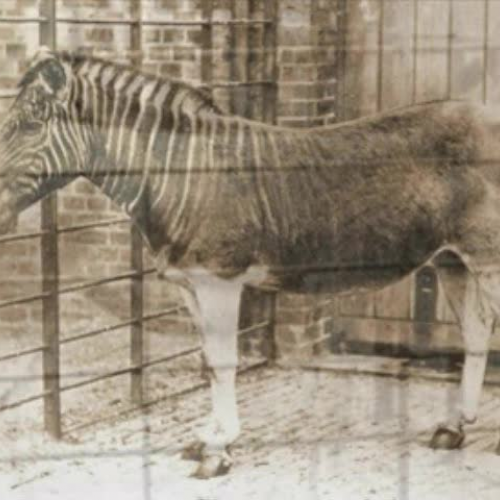 Public Service Announcement Endangered Specie