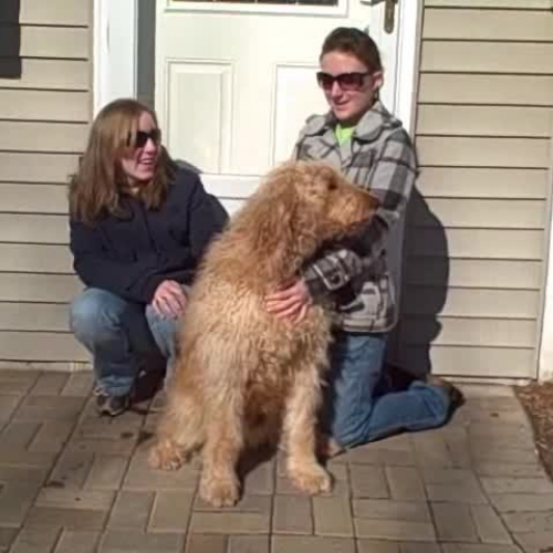 Ozzy the Golden Doodle