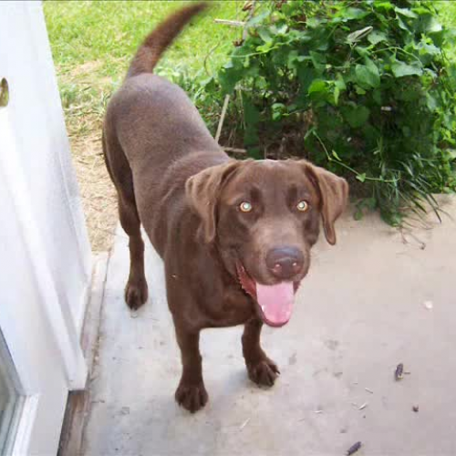 Buck and the Flamingo lady