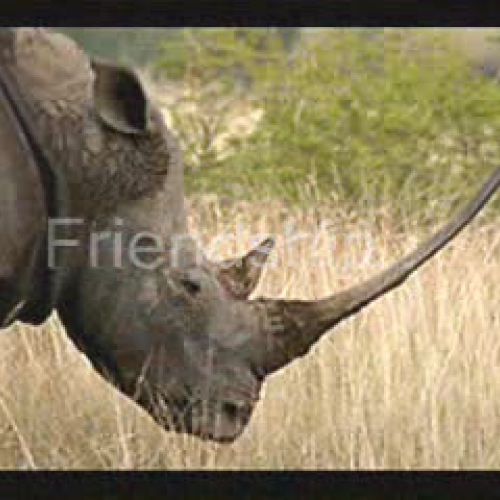 South Africa Commercial