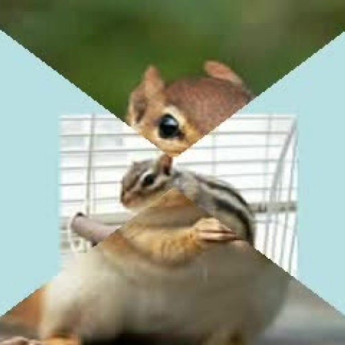 Chipmunks
