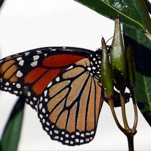 Belinda the Butterfly