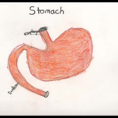 Fun Facts About the Human Body