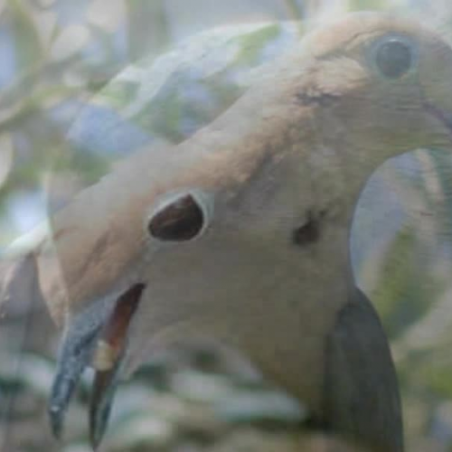 A Mourning Doves Life