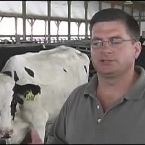 Dairy Farmers Love Feeding Families