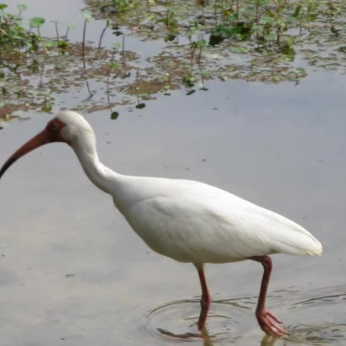 The White Ibis