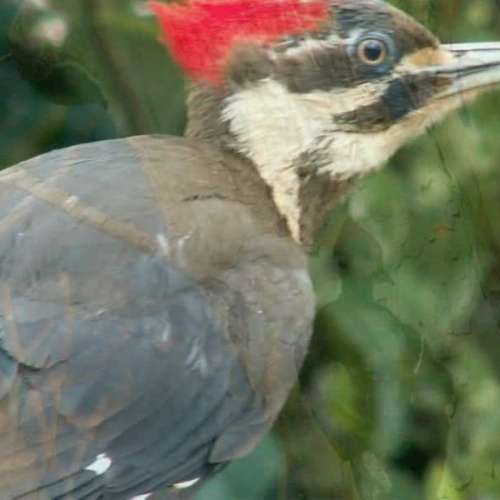 The Pileated Woodpecker