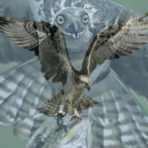 The Life of the Osprey