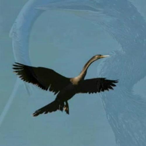 The Anhingas