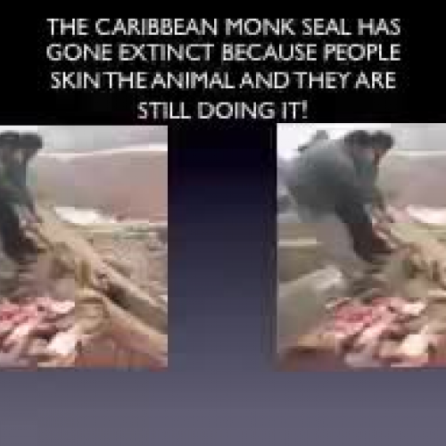 Stop Using Animal Fur