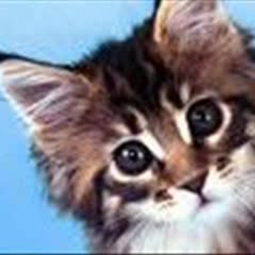 Animale domestice si salbatice