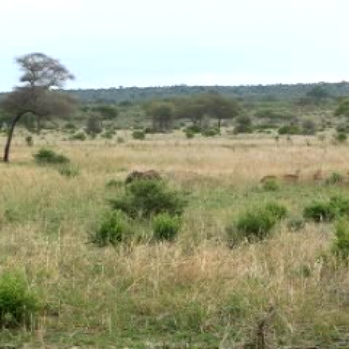 Baby Elephant Playing