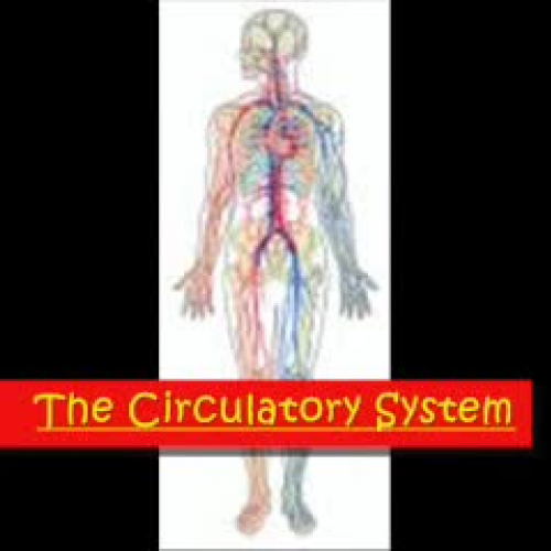 The Circulatory System SY 2008-2009