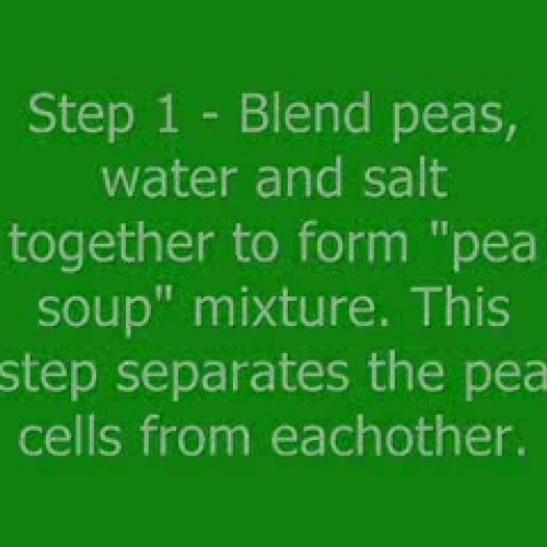 DNA Extraction - Class