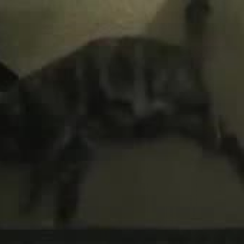 A Day in a Life of a Cat