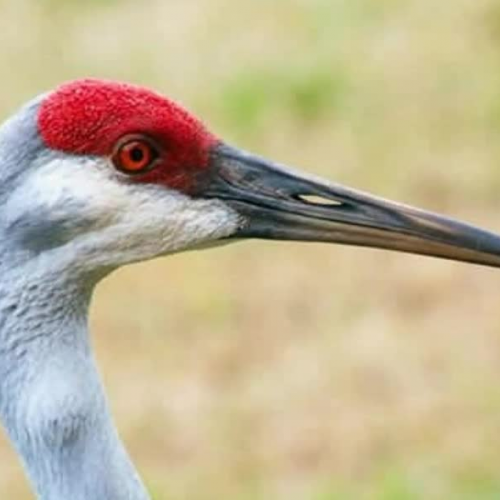 The Sandhill Crane