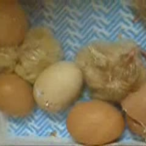 Hatching Chickie Babes