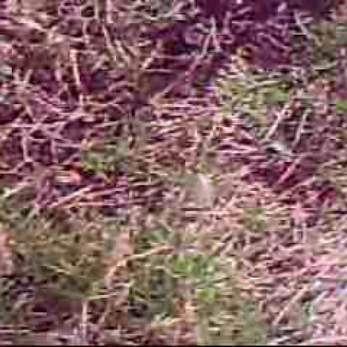 The Frogs in the Granard Pond