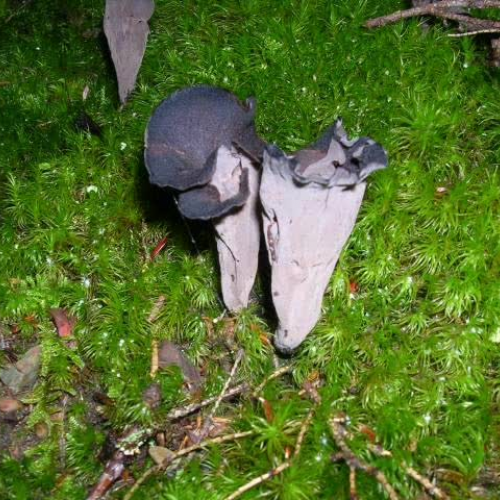 Ithaca Mushroom Hunting