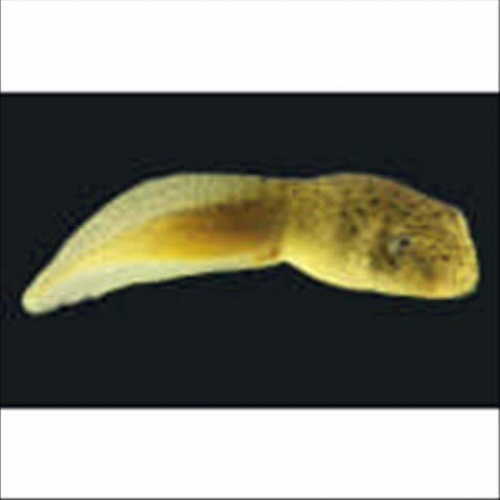 Life cycle of a frog