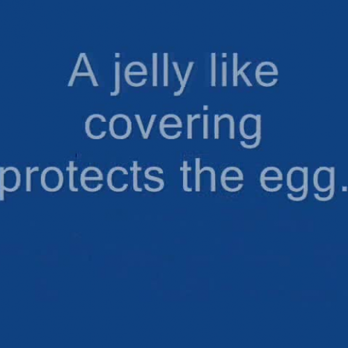 Life Cycle of Frogs Movie storyboard plan