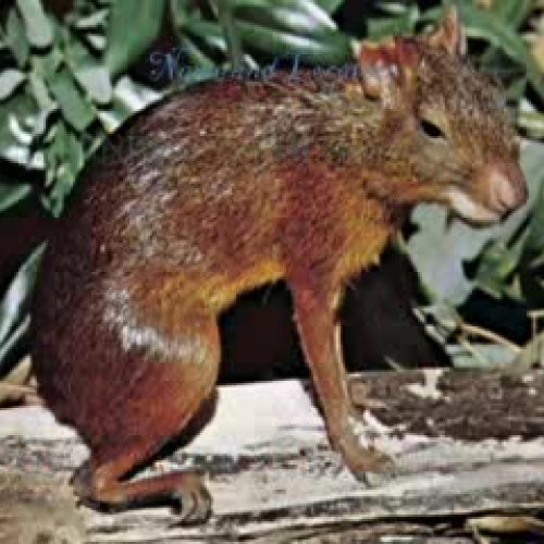Agouti RB