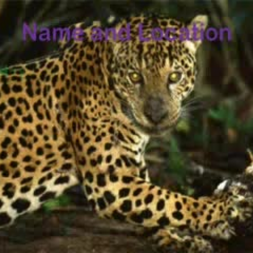 Jaguar TN