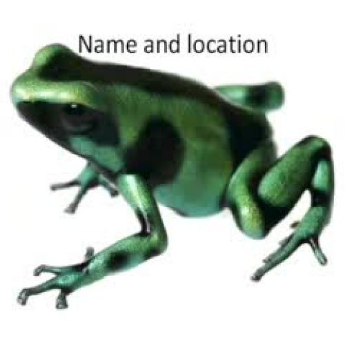 Poison Dart Frog HF