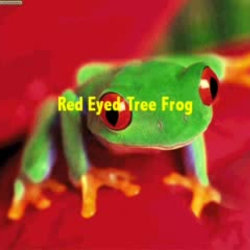 Red Eyed Tree Frog DC