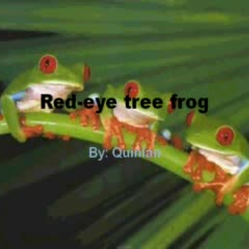 Red Eyed Tree Frog QB