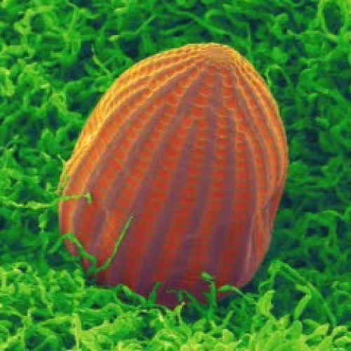 The Beautiful Butterfly