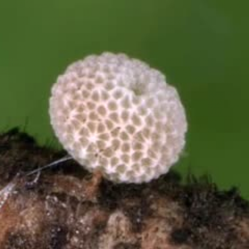 The life of a Butterfly